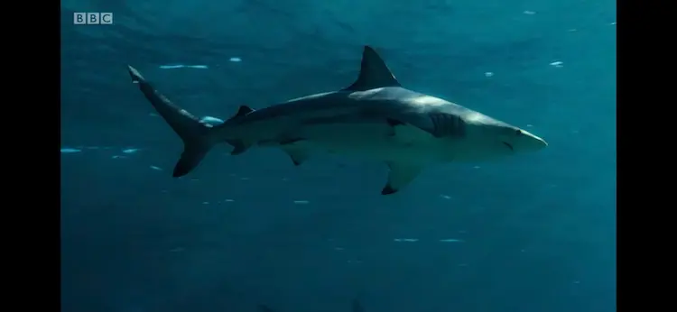 Spinner shark (Carcharhinus brevipinna) as shown in Blue Planet II - Coasts